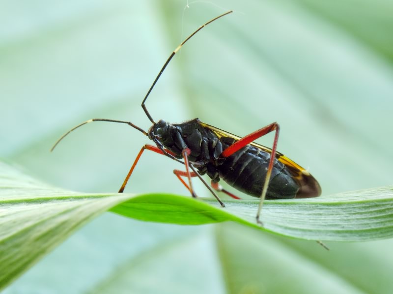 Miris striatus (Linnaeus, 1758)